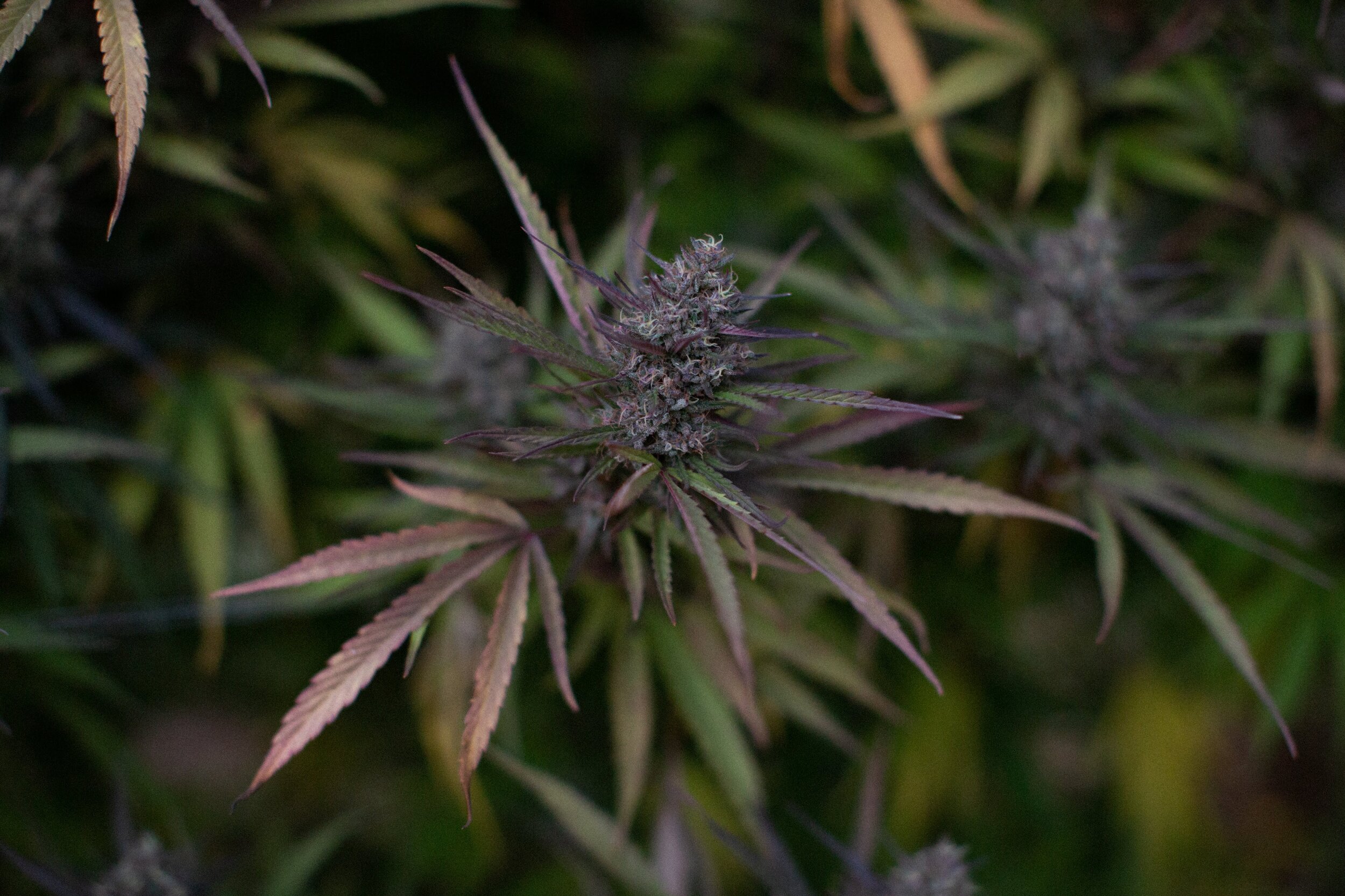 Featured image for “Flower - Basically Hemp”