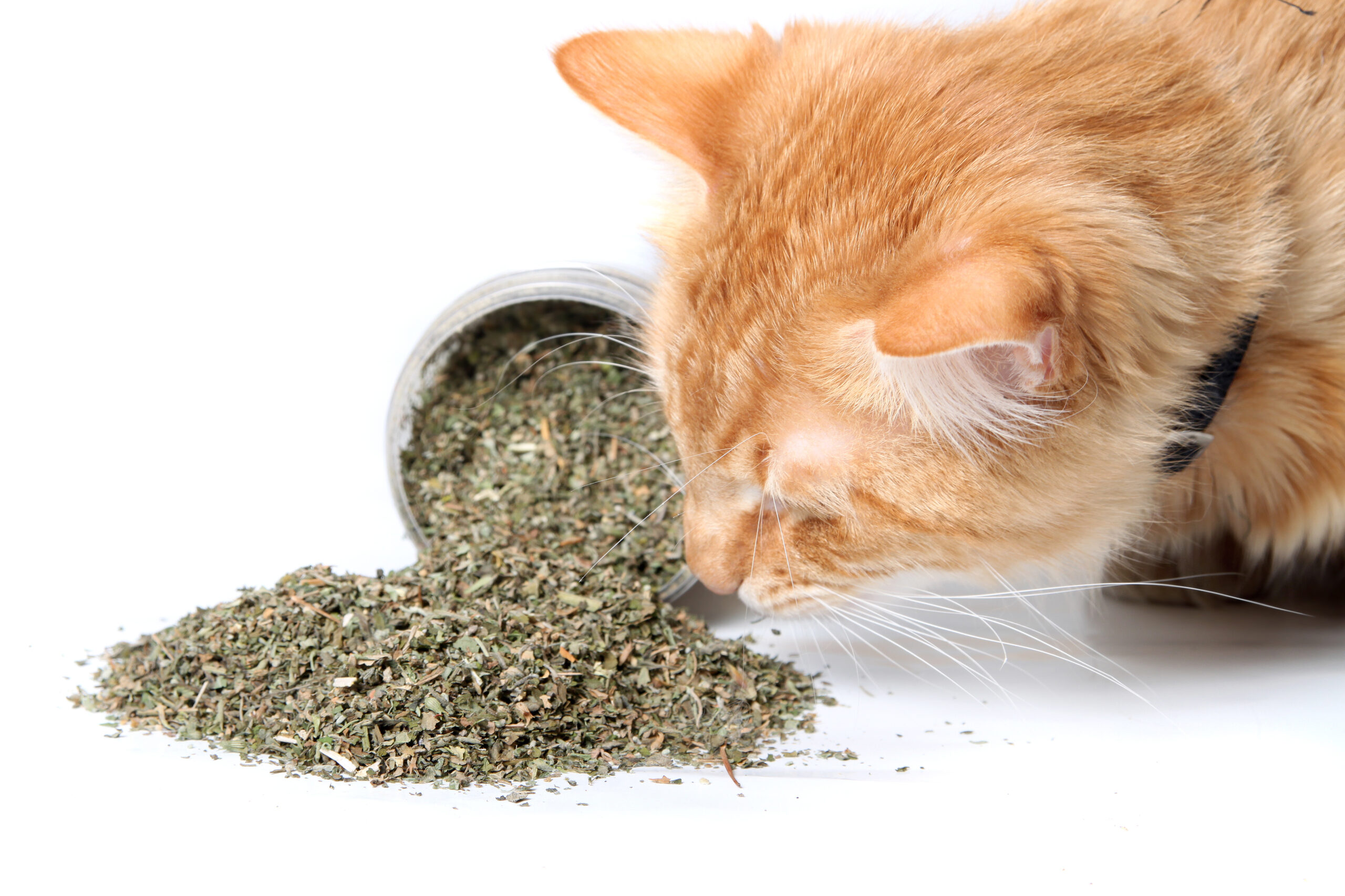 Featured image for “CatWeed - 1g King-Size Catnip Joints - for actual cats”